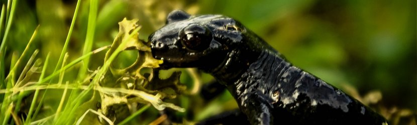 Hvad spiser en salamander?